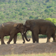 Being big seems to increase the risk of being wiped out when mass extinctions hit.